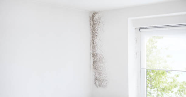 West Valley City, UT Mold Removal Company
