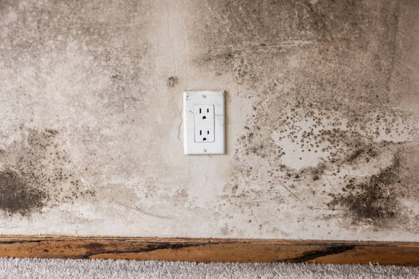 Best Basement Mold Removal  in West Valley City, UT